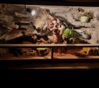 0. 3. Leopardgeckos mit Terrarium und Zubehör